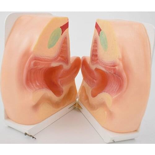 1:1 Medical female internal and external reproduction model pelvic repair after delivery of womens uterus Display teaching aids