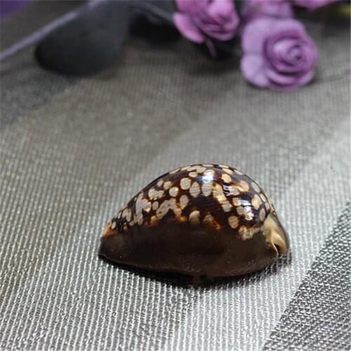 Conch shell turtle shell 7cm natural aquarium landscape photography home decoration collection sea shells decoration home