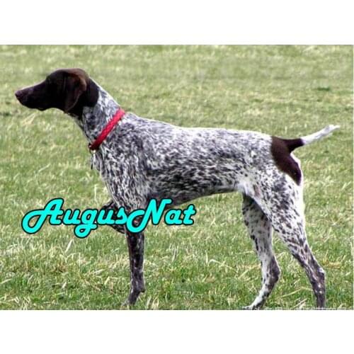 Dog diamond painting full square jack russelln daimont embroidery picture diamant mosaic stickers animals diamand art stitch new