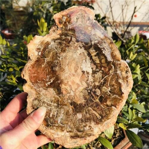 Natural stones and minerals crystal woodstone fossil tree for coaster home decoration wooden tree fossil madagascar cup cushion