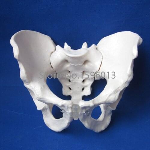 HOT Adult Male Pelvis Model, Human Pelvis Model