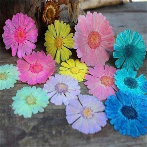 Calendula Officinalis Flower Pressed Flower Plant Specimen DIY Handmade Dried Flower Material