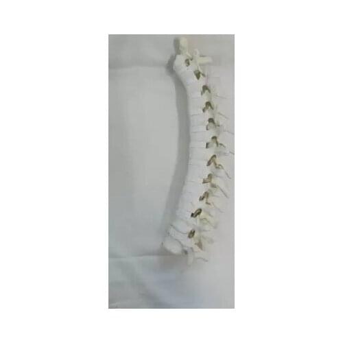 Orthopaedic surgery practice simulation of bone thoracic vertebra Instructional medical model