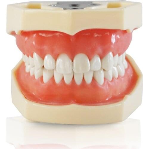 Dental All Removable Teeth Model 28pcs Dental Teeth Model for Dental Practice Dentist Traning model In The School