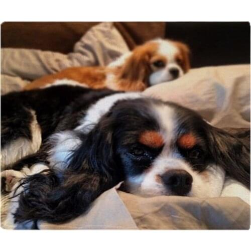 Personalized Cavalier King Charles Spaniels Dog Pets Soft Fleece Throw Blanket Cover Throw Over Sofa Bed Blanket Home Textile