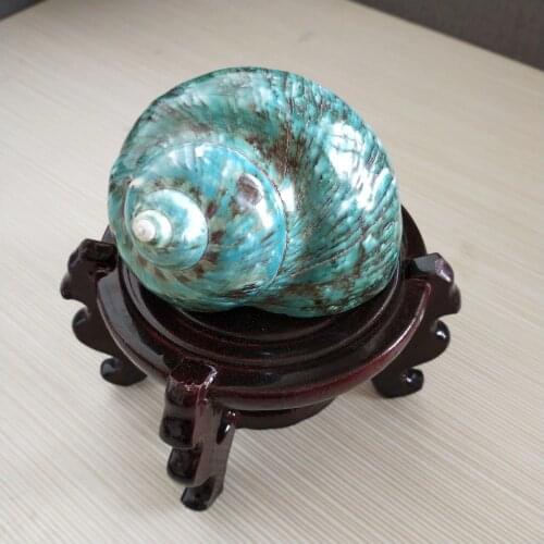 New Sea Snail Natural Super Large Conch Shell Craft Home Decoration Turbo cornulus Pot Ornaments Crafts green screw collection