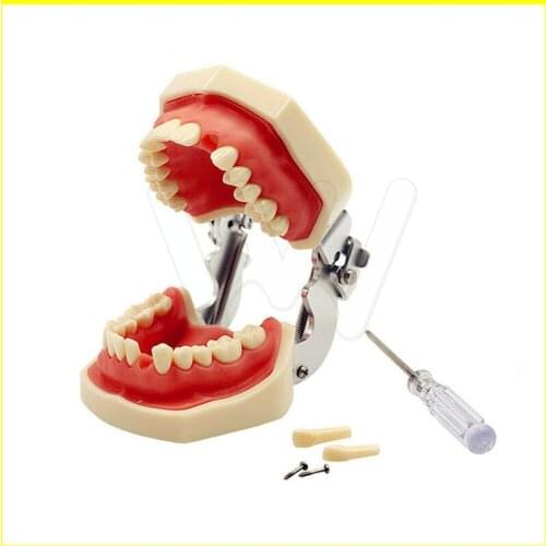 28pcs All Removable Resin Teeth Model Dental Typodont Model for Dental Practice