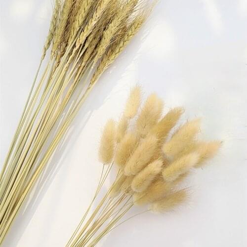 20pcs/lot Natural Dried Flowers Bunny Tail Grass Wheat Bouquet Real Flower for Home Wedding Decoration Rabbit Tail Grass Bunch