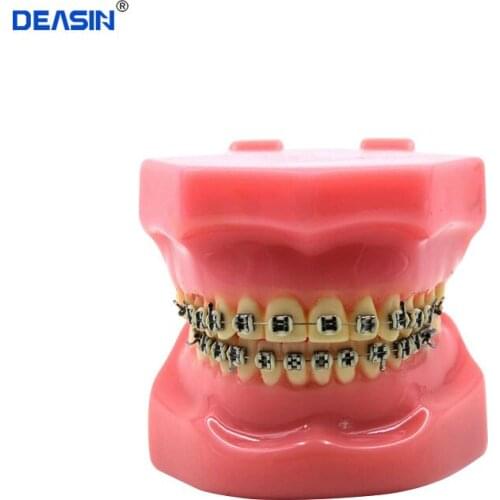 Orthodontic teeth models dental education teeth model jaws with metal bracket Dental Models Teeth and Jaw Models