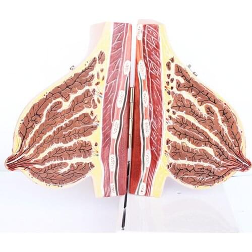 Pregnant Womans Female Breast Anatomical Model