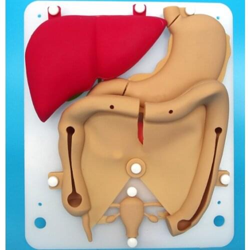 Laparoscopic simulation training silicone organ Liver gallbladder duodenal colon uterus suture practice