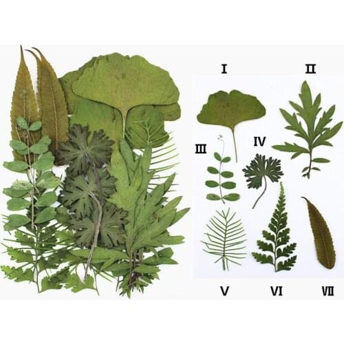 1 Bag Real Dried Flower For Candle Epoxy Resin Pendant Necklace Craft Dry Plants DIY Silicone Mold DIY Accessories Gifts Making