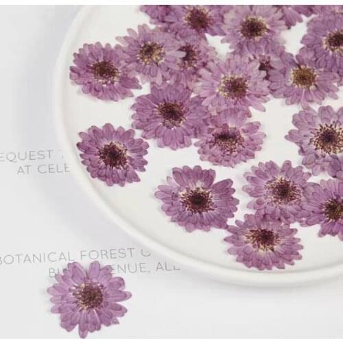 60pcs Pressed Dried Notoseris psilolepis Shih Flower Plant Herbarium For Jewelry Photo Frame Phone Case Bookmark Making DIY