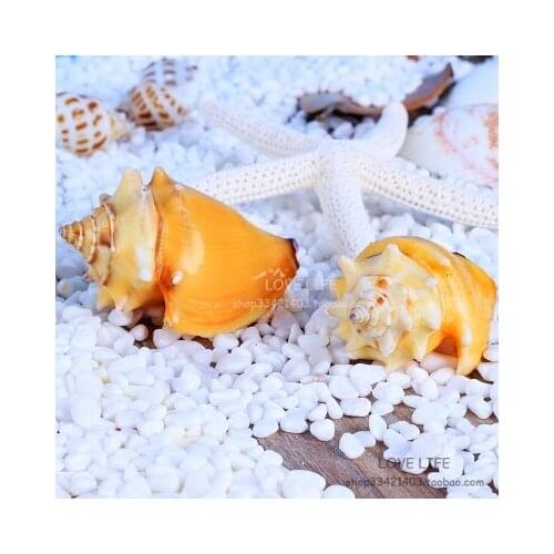 Natural Conch Shell Gold Fisting Conch Orange Rouge Conch Fish Tank Aquarium Set Window Ocean Home Decoration