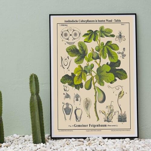 Antique Botanical Prints Vintage Fig Tree Drawing Rare Poster Educational Wall Art Canvas Painting Plant Picture Home Wall Decor