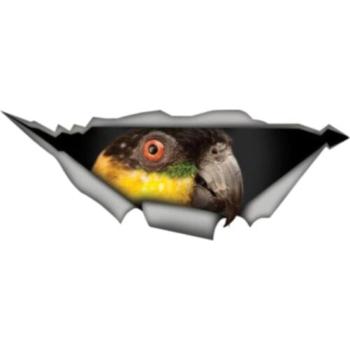 Dawasaru Black Headed Caique Parrot Decal 3D Pet Graphic Vinyl Decal Car Window Laptop Bumper Bird Car Stickers,13cm*4cm