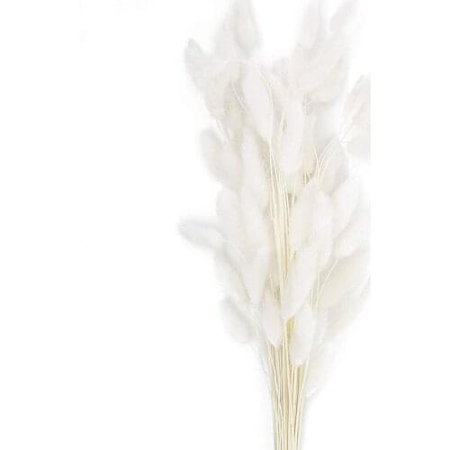 50PCS Home Decoration Lagurus Ovatus Rabbit Tail Dried Flowers Real Flower Eternal Flower Dried Grass Flower Bouquet Photo Pr