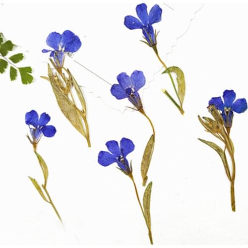 Blue Lobelia On Stems Flower 1 bag/120pcs DIY handmande floral dried flower Wholesale Free shipment