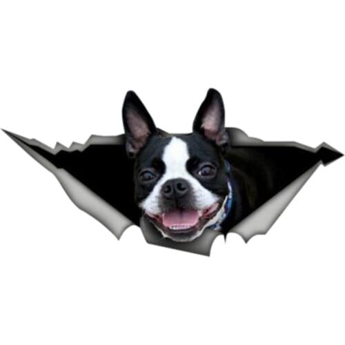 Dawasaru Boston Terrier Torn Metal Car Sticker Waterproof Personalized Decal Laptop Motorcycle Auto Accessories PVC,13cm*6cm