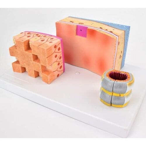 Tracheal wall, Laryngeal trachea Anatomical model, Laryngeal cartilage model Y