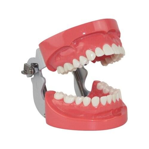 Adult Teeth model Tooth preparation Dentistry tooth model free shipping