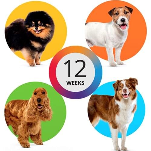 Keep Flea and Tick Away 12 Weeks For Dog Pet
