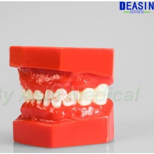 New Child tooth model deciduous tooth model dental model dental pediatric teaching model