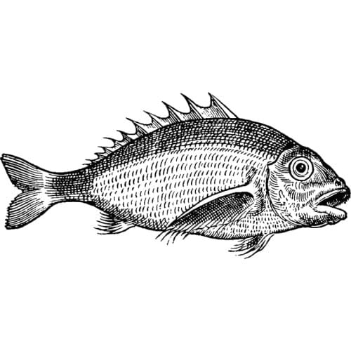 2021 New Retro Ocean Animal Fish Pattern Clear Stamps For DIY Craft Making Greeting Card and Scrapbooking No Metal Cutting Dies