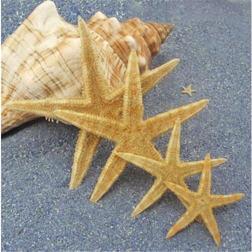 Sea star10pcs/lots Natural Crafts Starfish Sea Shells Star Flowers and Gifts Decoration Conch Shells Special offer Aquarium