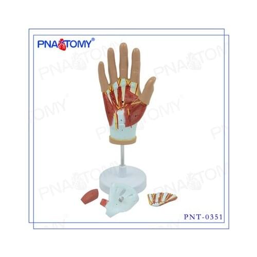 Hand muscle Vascular nerve model natural size 4 parts 33.5*12*11cm 500g free shipping