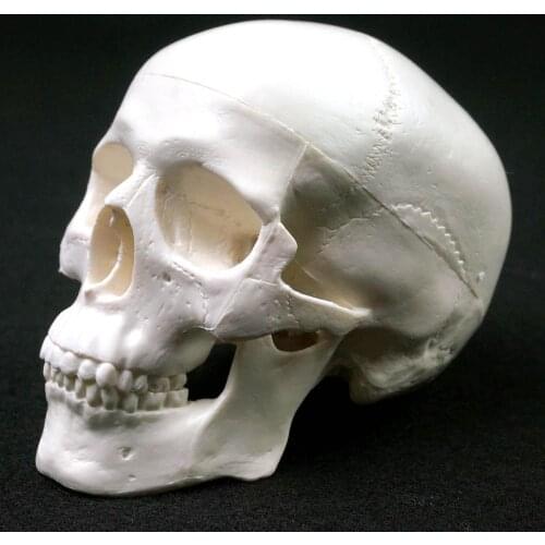 Human Anatomical Model Medicine Skull Human Anatomical Anatomy Head Studying Anatomy Teaching Supplies Skull Model