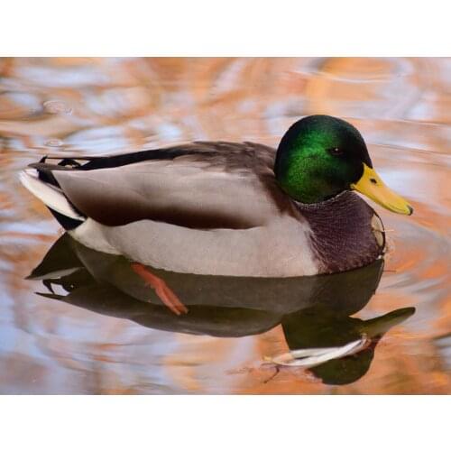 DIY Diamond 5D Embroidery Paintings Resin Square Rhinestone Full Pasted Unfinished Painting Cross Stitch Duck