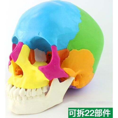 Medical Human Skull Model Micro Plastic Surgery Stomatology Head Detachable 22 Parts Medical Skeleton Model