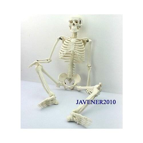85cm Human Anatomical Anatomy Skeleton Medical Model +Stand Fexible