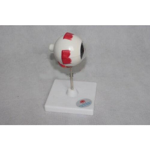 3X Eye anatomical models Removable eyeball model Anatomical biomedical natural biological equipment eyes Aids