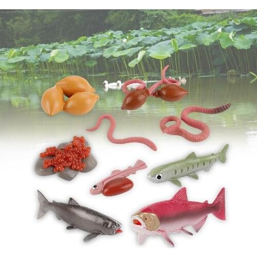 Insect Life Circle Model Figure Educational Cognition Toy Kids Gift Tabletop Ornament Home Decor Children Birthday Gift