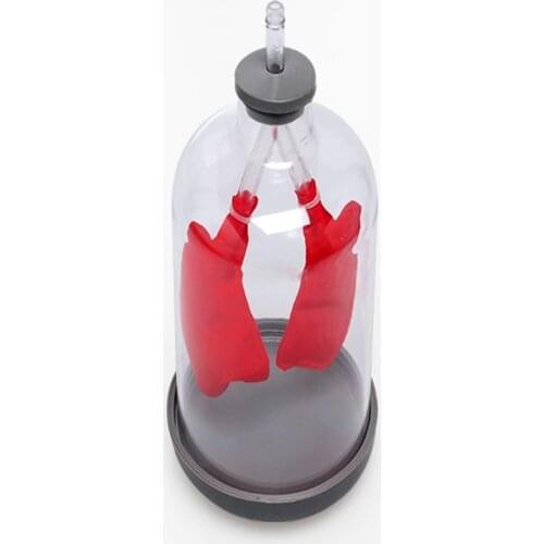 1pc lung breathing model Simple pumping to simulate lung function Model of how the lungs work