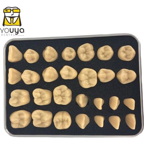 Dentist Dental Students With Tooth Structure And Practice Tooth Carving Teaching Comparison Model Pit And Fissure Caries