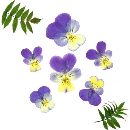 60pcs Pressed Dried Viola tricolor L. Flower Plants Herbarium For Epoxy Resin Jewelry Making Postcard Frame Phone Case