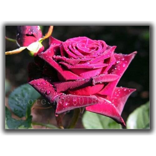 Diamond Mosaic Diy Diamond Embroidery Red Roses Dripping With Rain Full Diamond Painting Cross Stitch Rhinestone Home Decoration