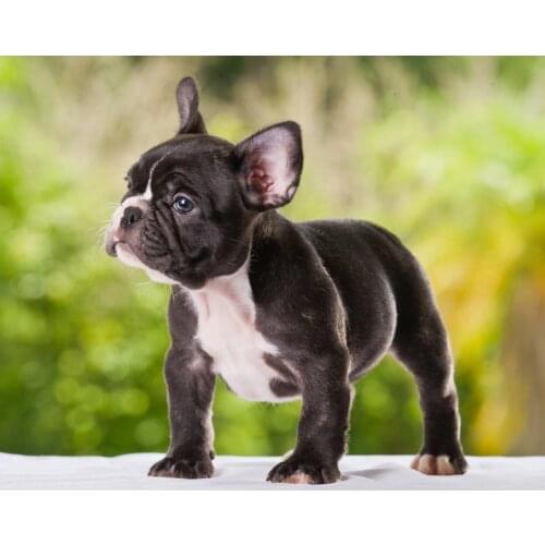 French bulldog Animal,Full Drill diamond embroidery,5d diamond painting,Cross Stitch,3D rhinestone embroidery,puppy Mosaic,Decor