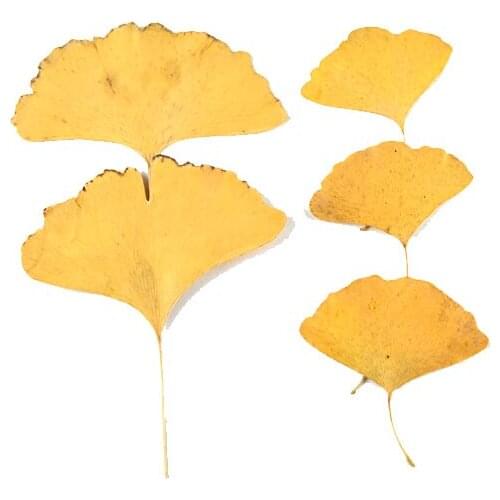 Natural Preserved Yellow Ginkgo Leaves for Resin jewelry DIY Crafts Bookmark Scrapbooking Card Making Decoration Accessories