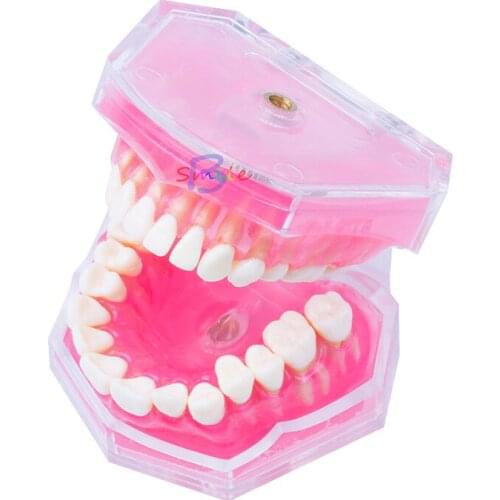 New Dental Teaching Model Standard Model Removable Teeth Soft Gum Model