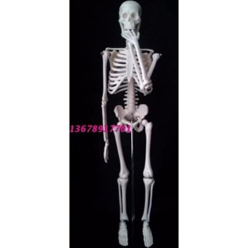 Pvc human body model skull skeleton model skeleton model human Model 45cm free shipping