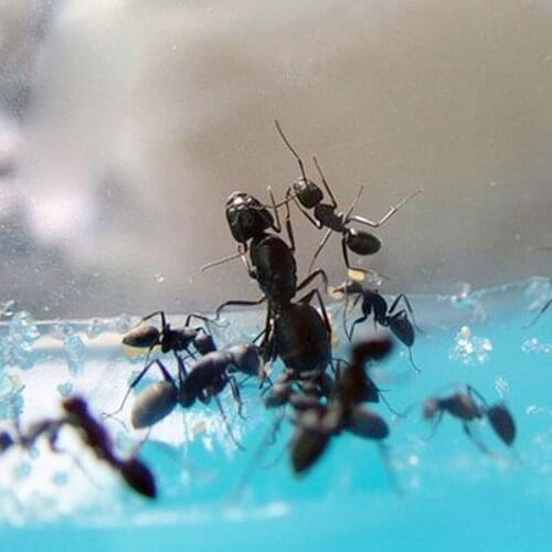 Gel Maze Ant Farm Works Workshop Educational Glue Live Habitat Feeding Kids Toy apr3_35