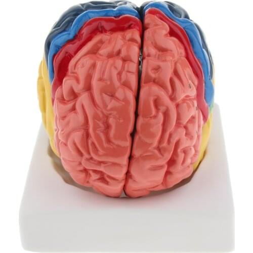 Life Size Colored Brain Model 2 parts with Base Medical Science Anatomy