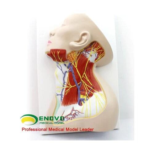 Anatomy of human neck Anatomy of the superficial neck muscle nerve and vascular anesthesia teaching