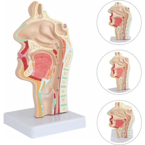 Normal Larynx and Pharynx Anatomy Model Doctors Office Educational Tool