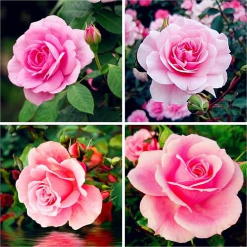 EverShine 5d Diamond Painting Mosaic Flowers Diamond Embroidery Rose Cross Stitch Needlework Handicrafts Wall Decor Home