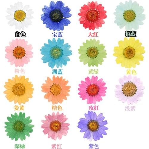 12 Pcs Pressed Press Dried Daisy Dry Flower Plants For Epoxy Resin Pendant Necklace Jewelry Making Craft DIY Accessories